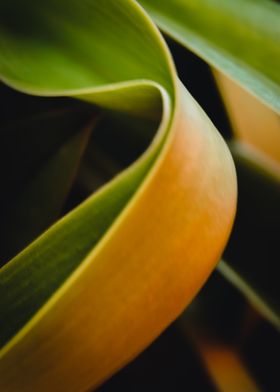 green and yellow foliage