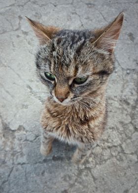 funny kitten on hind paws