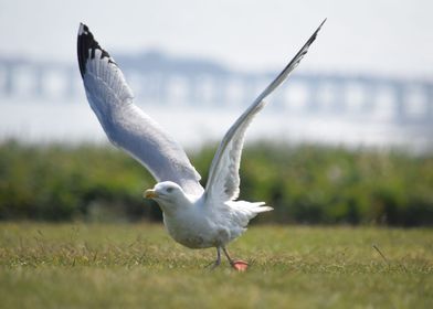 Seagull at the beach