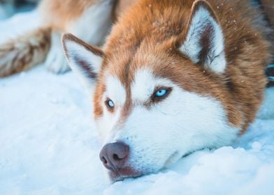 Husky