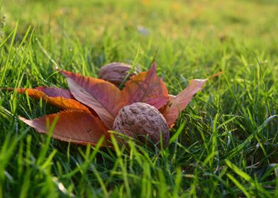 Autumn Leaves