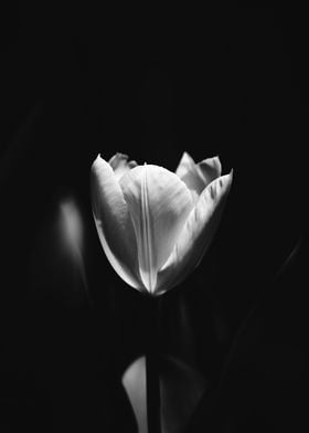 Tulip Noir