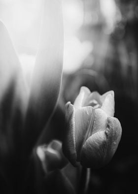 Tulip Letting Go