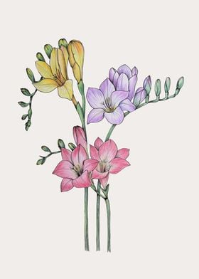 Freesia Botanical illustra