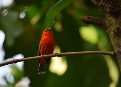 bird in rainforrest