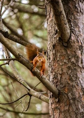 In the trees Squirrel