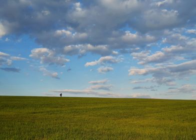 walking green wheat field