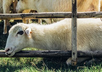 Sheep at Fence
