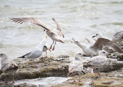 Seagulls