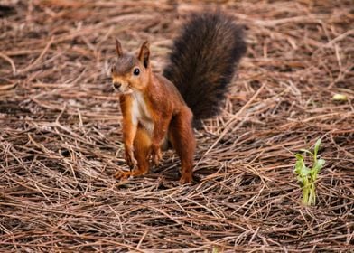 Jumping Squirel