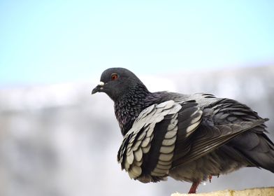 A pigeon