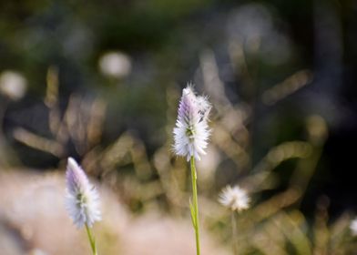 White Flowers