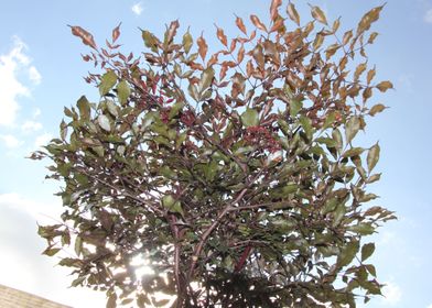 feuilles du jardin