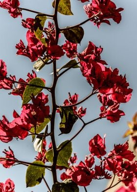 Bougainvillea flowers 