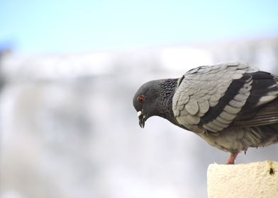 A pigeon