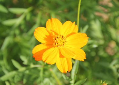 marguerite orange