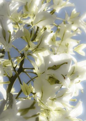 white Bougainvillea spring