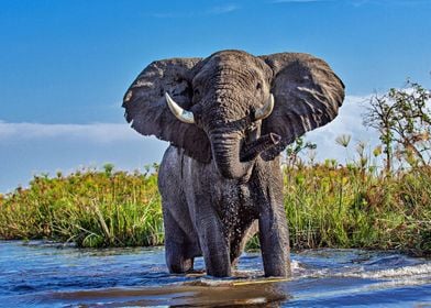 Magnificent Elephant