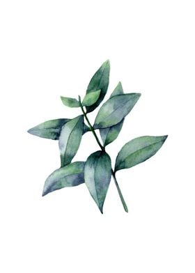 Watercolor Eucalyptus III