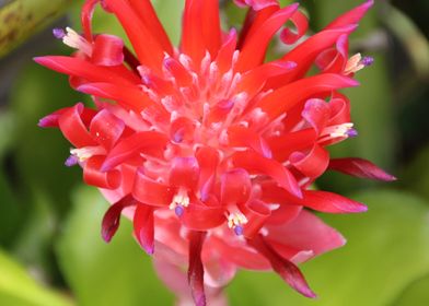 bromelia