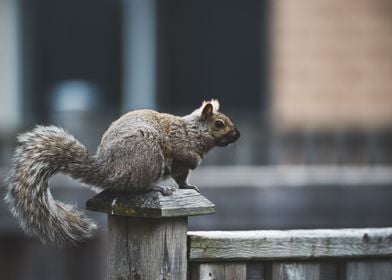 Eastern grey squirrel