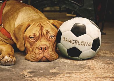 My dog loves Barcelona