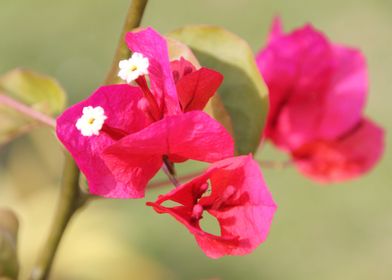 bougainvilliers