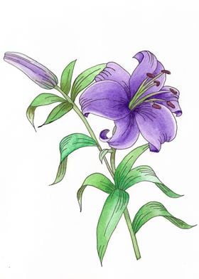 Purple Lily