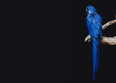 Blue parrot