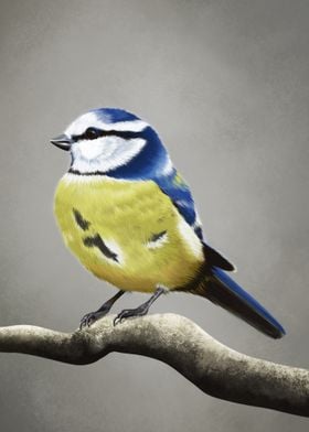 Blue Tit bird on a branch