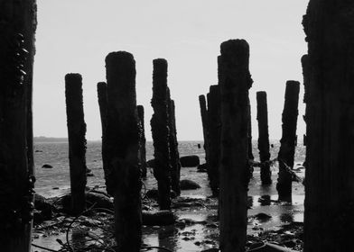 Wooden Beach