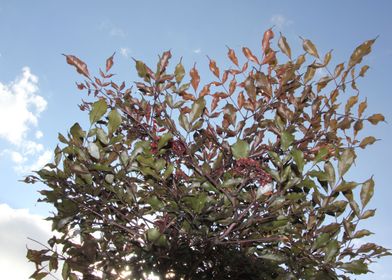 feuilles du jardin