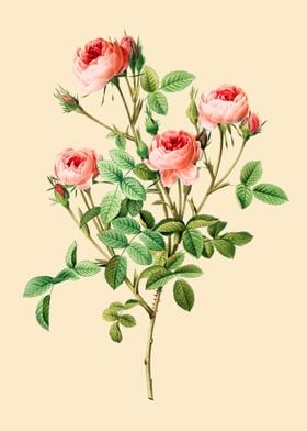 Rosa Pomponia