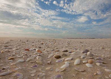 Seashells on a beach 