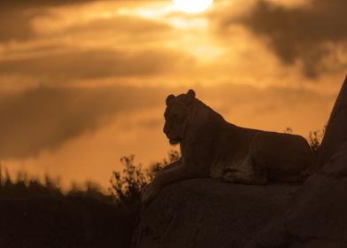 Lioness Glory