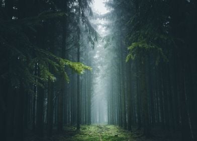 Foggy Forest  