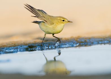 Common Chiffchaff birding