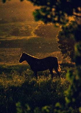 Beautiful Horse