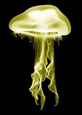 Jellyfish Yellow