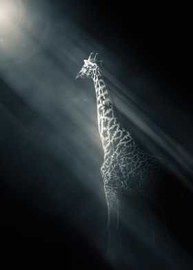 Giraffe Under Blue Light