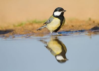 Great Tit Parus major 