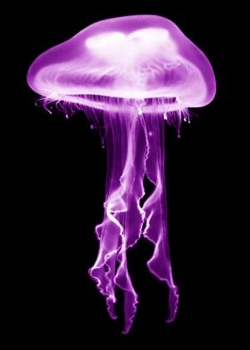 Jellyfish Purple