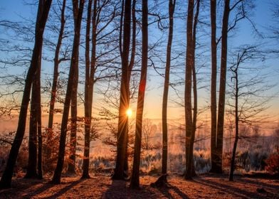 Sunset In the Forest