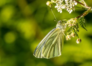 Green Veined Butterfly