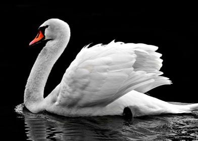 Beautiful swan