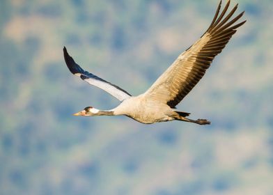 Common crane Grus grus 