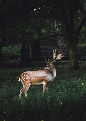 Cute Deer