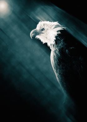 Eagle Under Blue Light