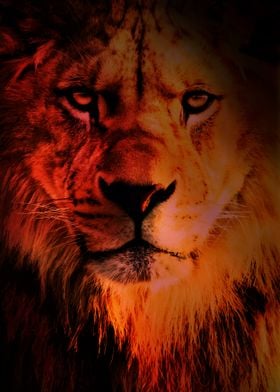 Lion Head Poster