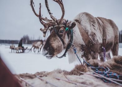 Reindeer